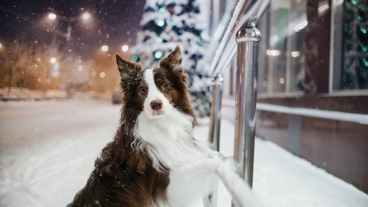 Border Collie Vic and snow on December 14 ♥