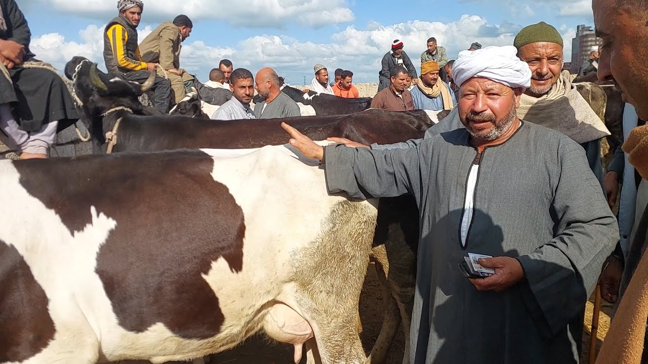 البقر 🐄 الوالد (سوق كفر الشيخ )٢٠٢٤/١٢/١٨