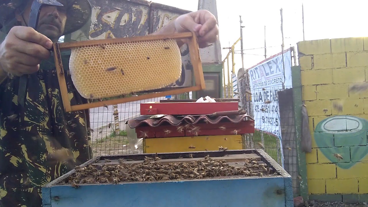 Apicultura 🐝abelha rainha Carnica F0🏵️ introdução