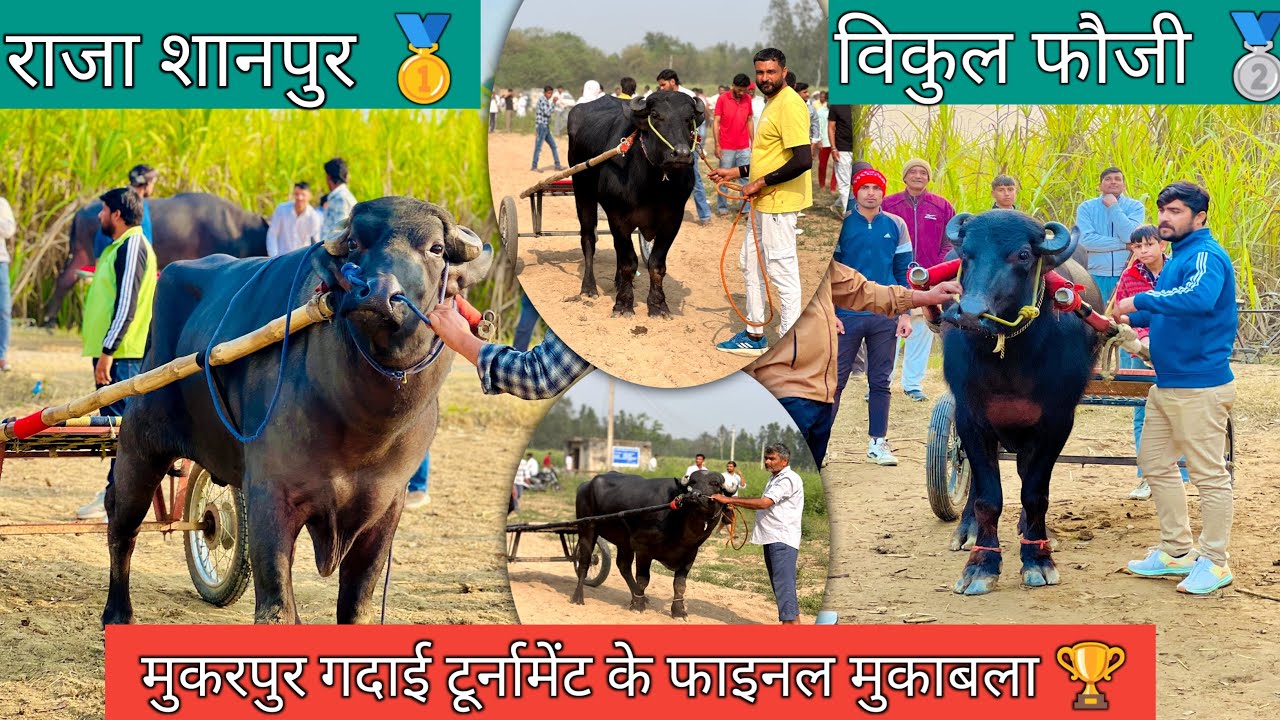 1st विजेता राजा शानपुर ने आज फिर मारी बाजी 2nd विजेता रहे विकुल फौजी मुकरपुर #up20katralover 