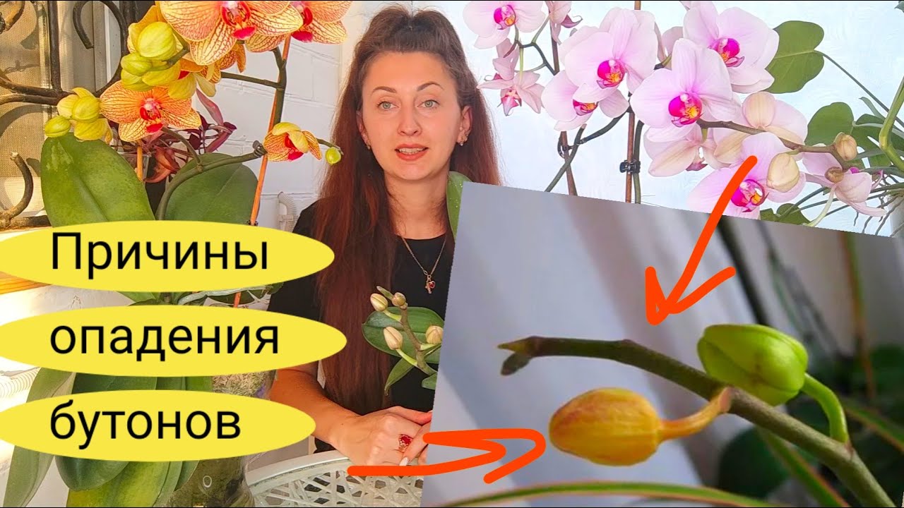 Ааа ❗ Орхидея СБРОСИЛА БУТОНЫ , ПОЧЕМУ ❓ ЧТО ДЕЛАТЬ ❓