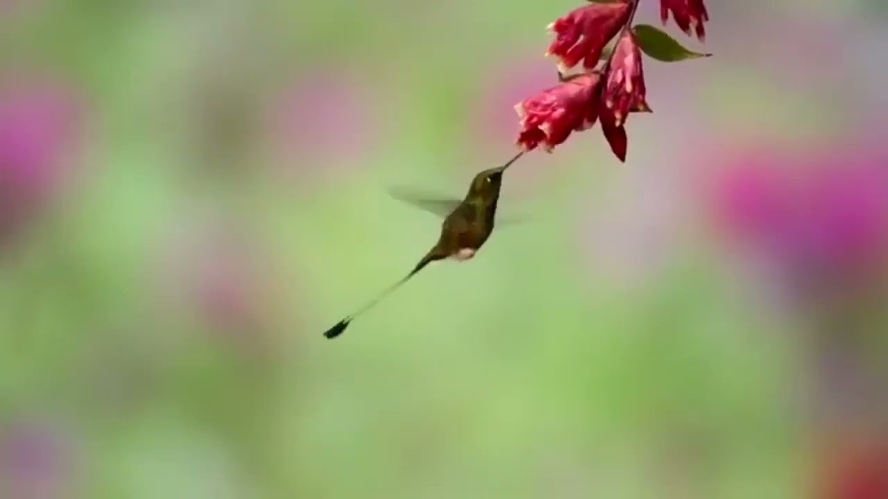 White-booted Racket-tail (Ocreatus underwoodii)