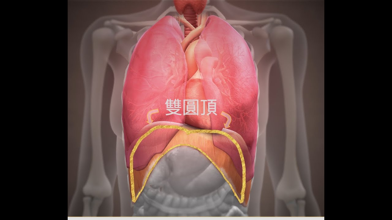 由人體模型來認識自己的橫隔膜跟胃的關係吧～胃脹氣、打嗝、胃食道逆流竟可能是錯誤姿勢造成！改個姿勢換一個胃