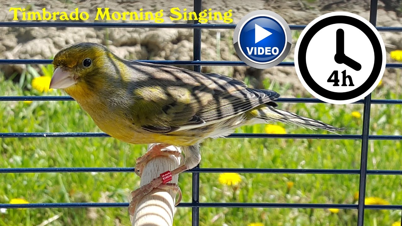 Canary Bird Singing - Timbrado training video