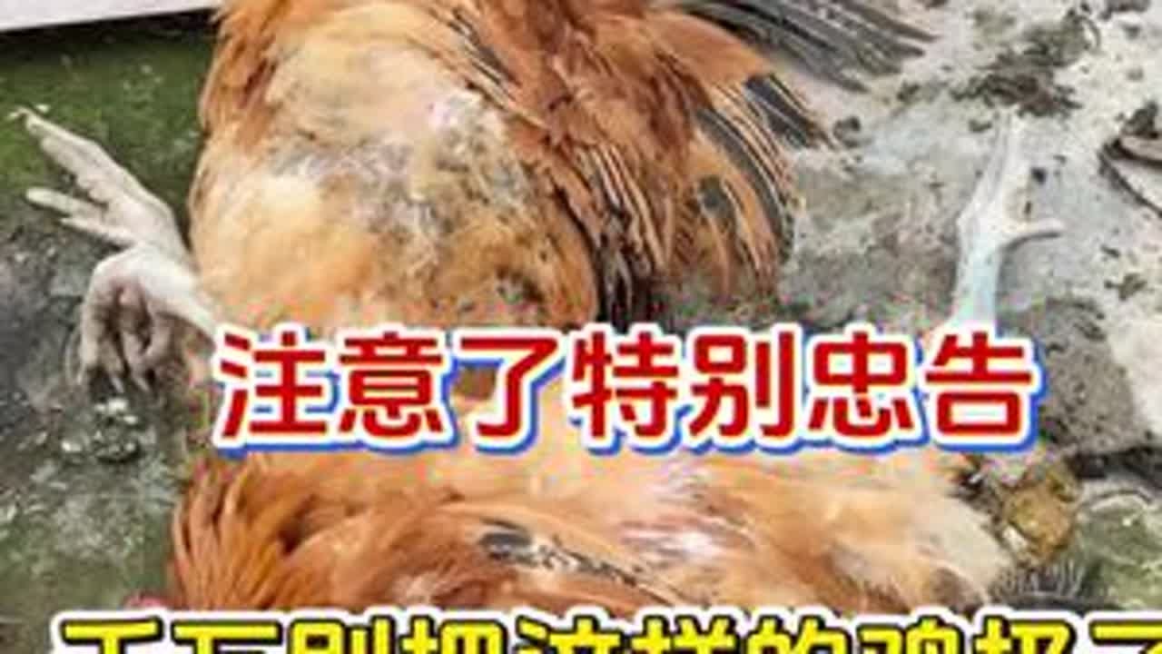注意了特别忠告，千万别把这样的鸡扔了#养鸡 #养鸡人 #养鸡小妙招