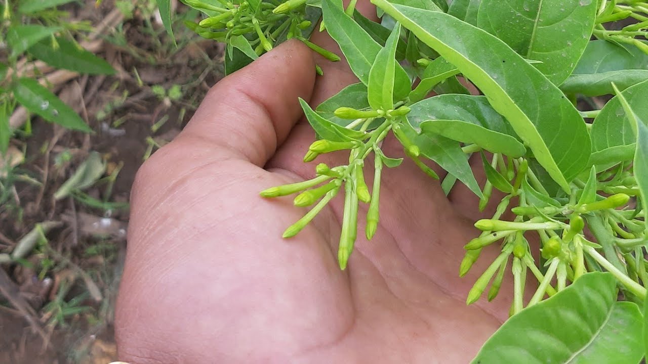 مسك الليل مش راضي يزهر!! اليكم الاسباب والحل How To Grow Queen Of Night