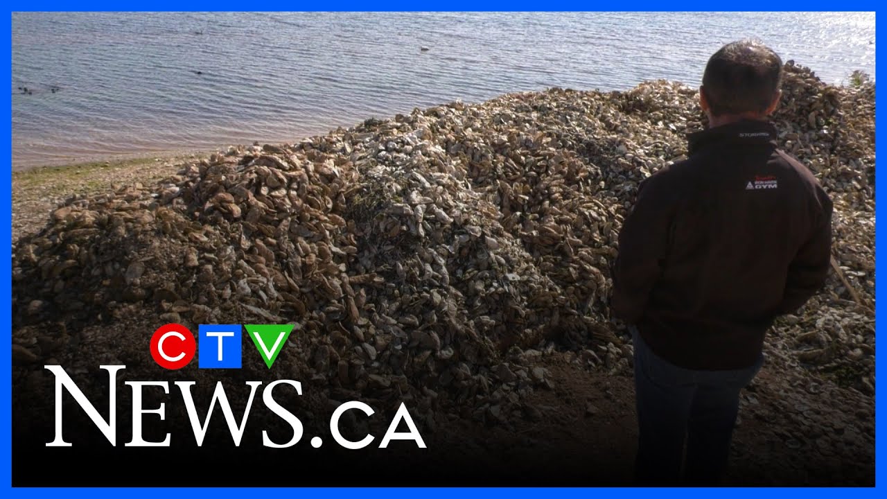 P.E.I. oyster market on the &lsquo;verge of collapse&rsquo; as parasites destroy harvests
