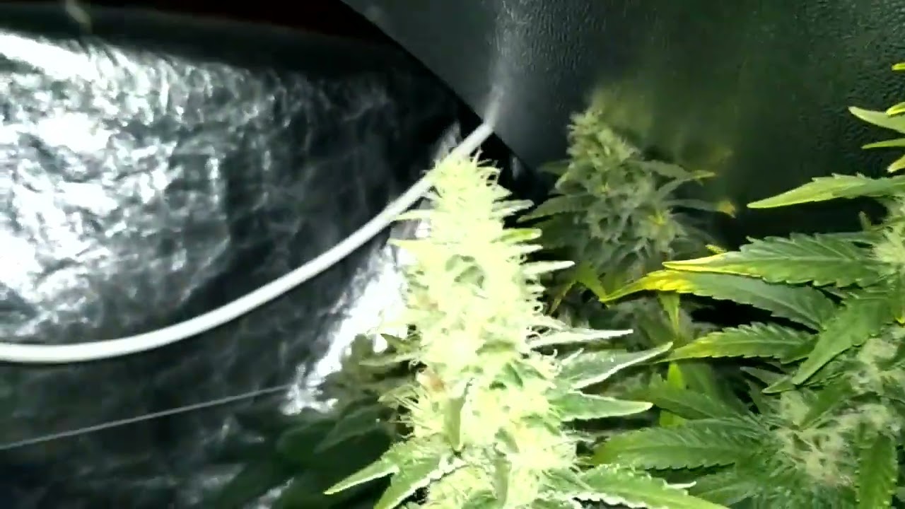 2016 Harvest. Testing the new purchase adjust a wings avenger large.