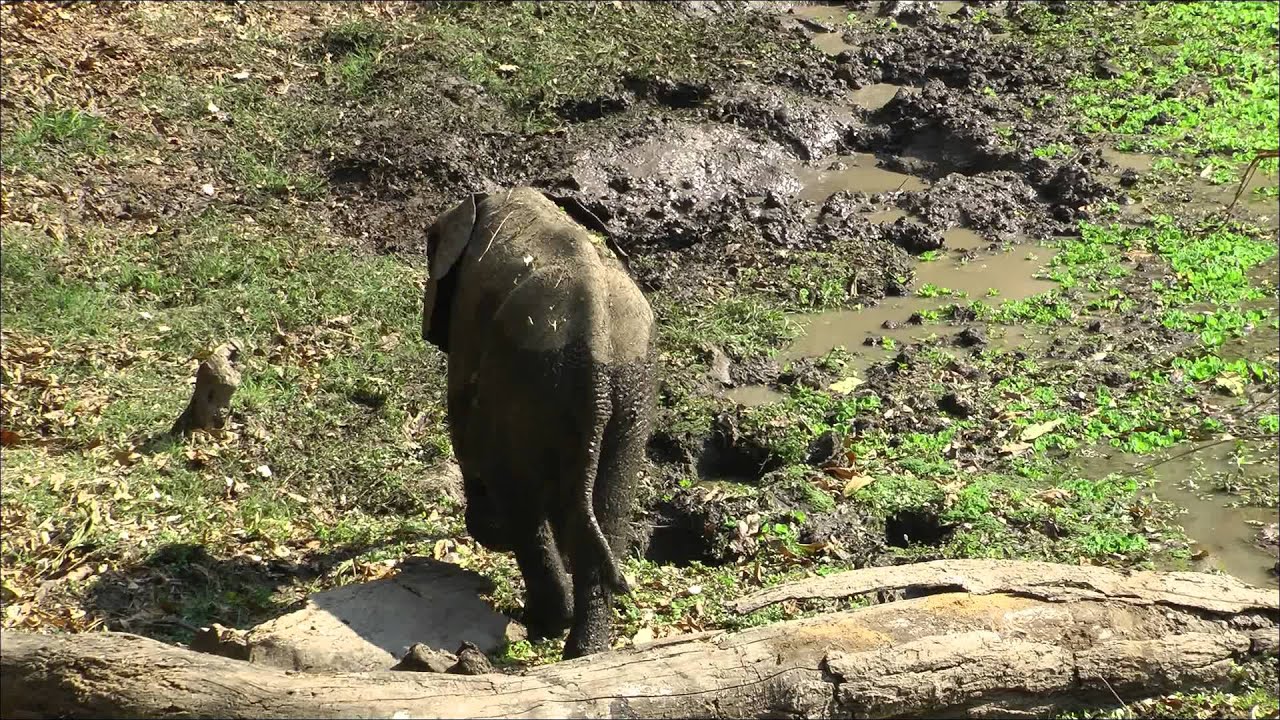 Baby Elephant has a little trouble at the waterhole BushCamp South Luangwa HD