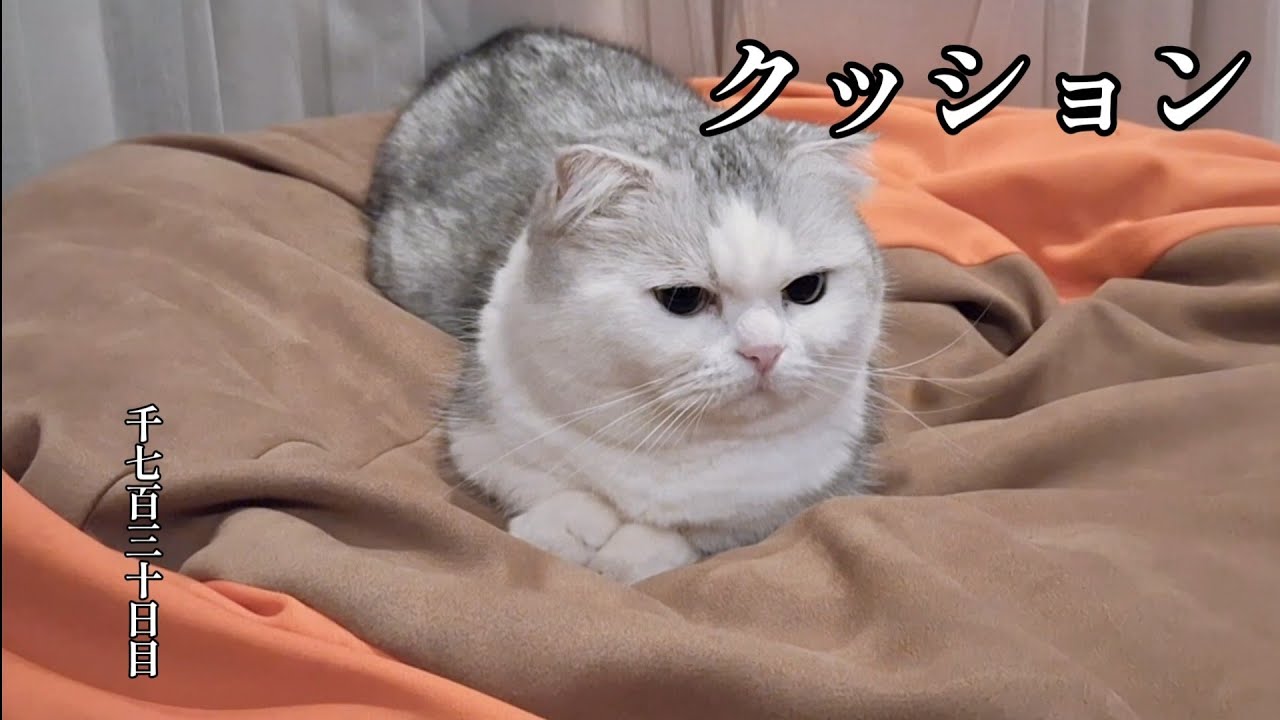 クッション　こねこ成長日記　千七百三十日目