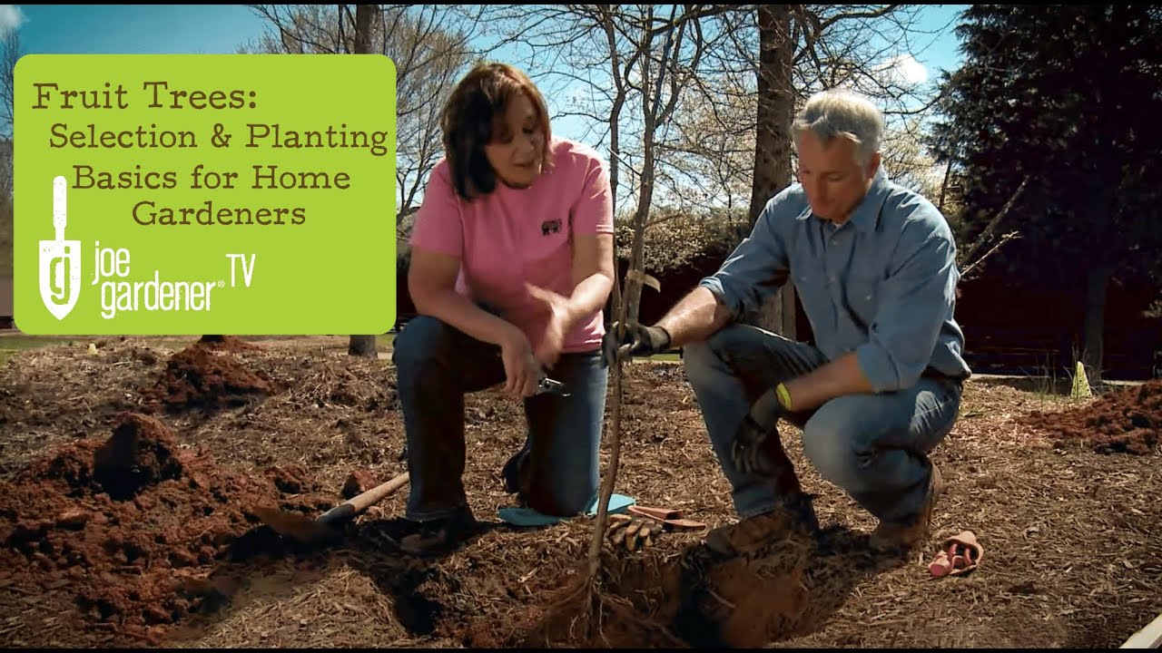 Fruit Trees | Selection and Planting Basics for Home Gardens