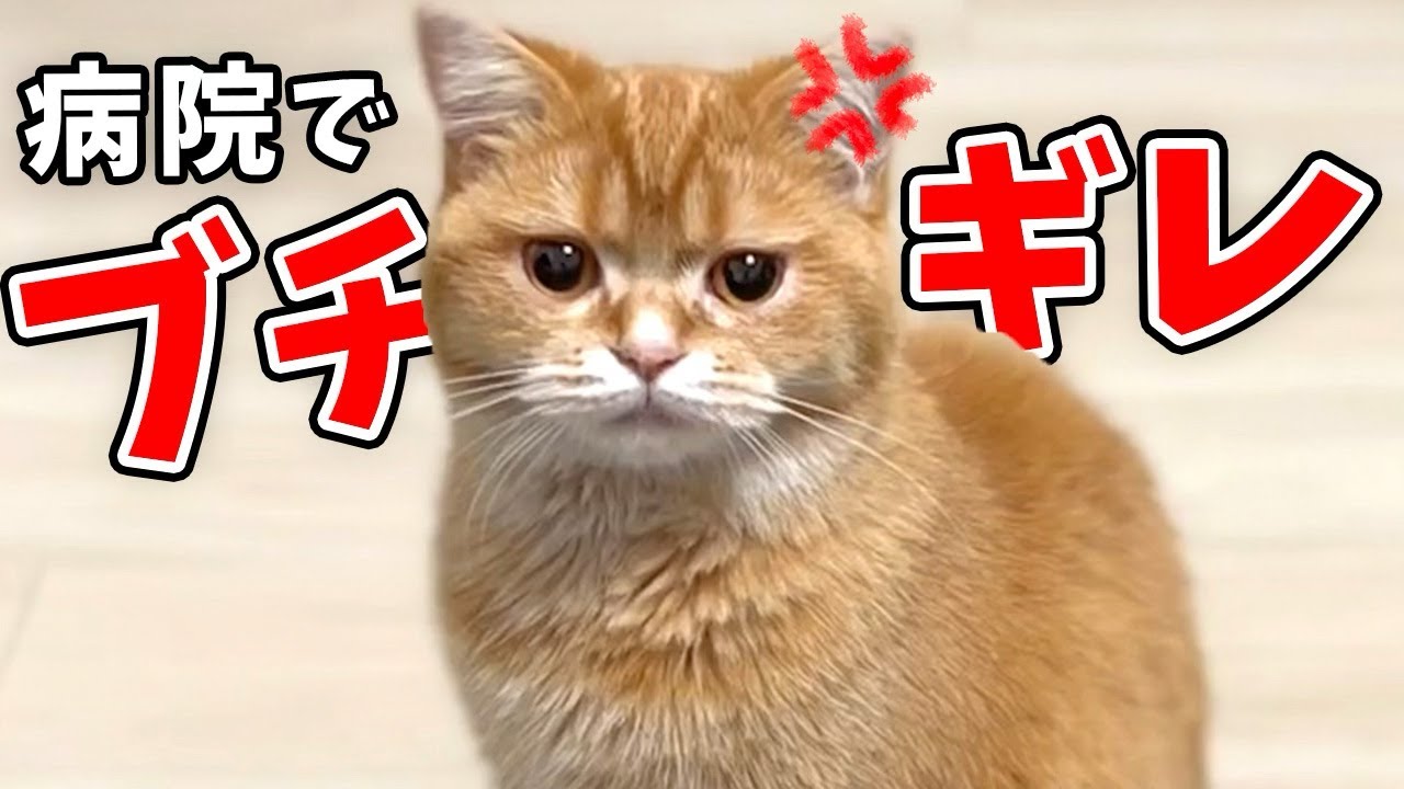 【まるで別人】病院でブチギレて顔が変わる猫
