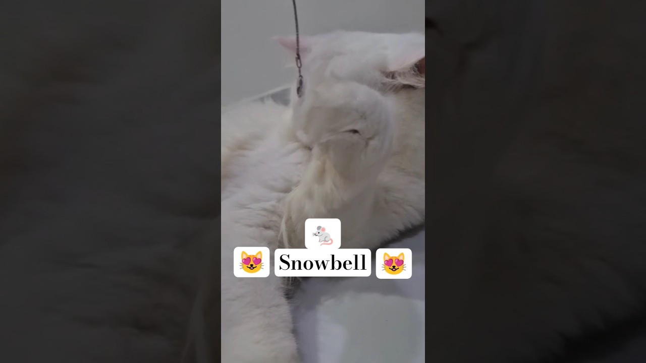 🙀snowbell🙀 cat🐀 video