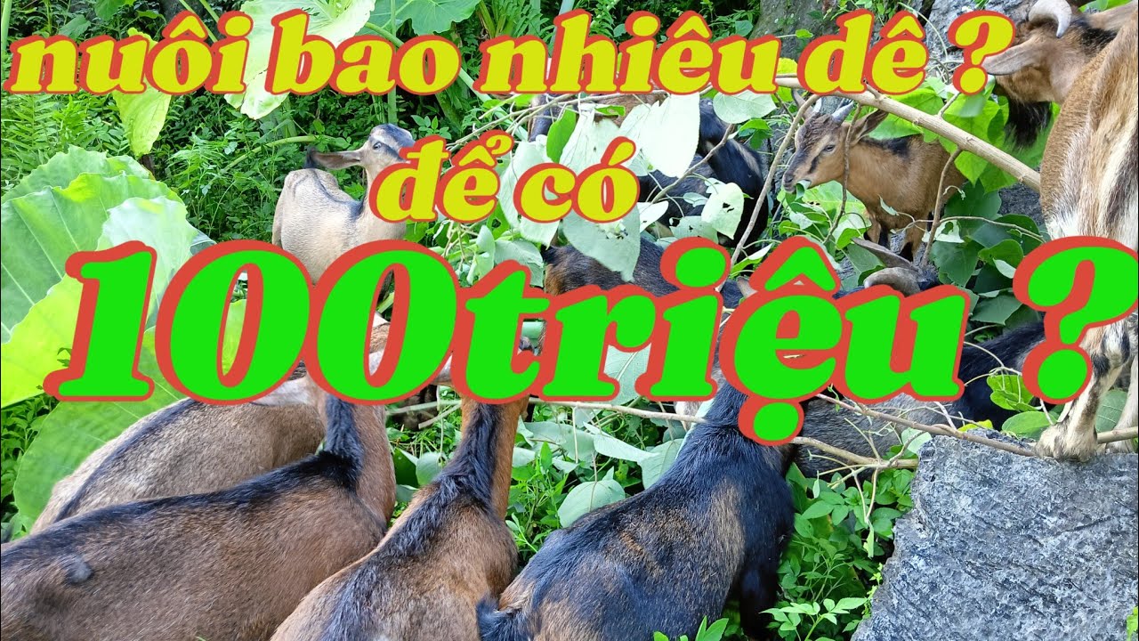 chia sẻ nuôi dê 30 ,nuôi bao nhiêu dê để đạt 100tr/năm