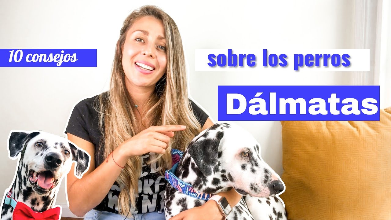 ¿Qué debo saber de los dálmatas? [¿Es el dálmata el perro indicado para mi?]