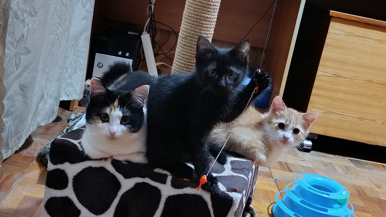 Дикие котята освоились и развлекаются.