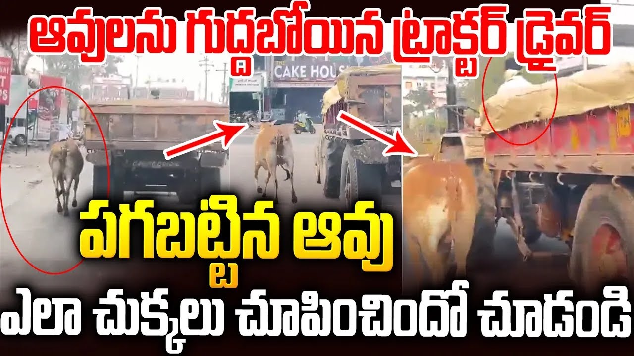 ఆవు పగబడితే ఎలా ఉంటుందో చూడండి: ఉచ్చ పడిపోయింది🥵🥵 | Cow Follows Tractor #viralvideo | SM