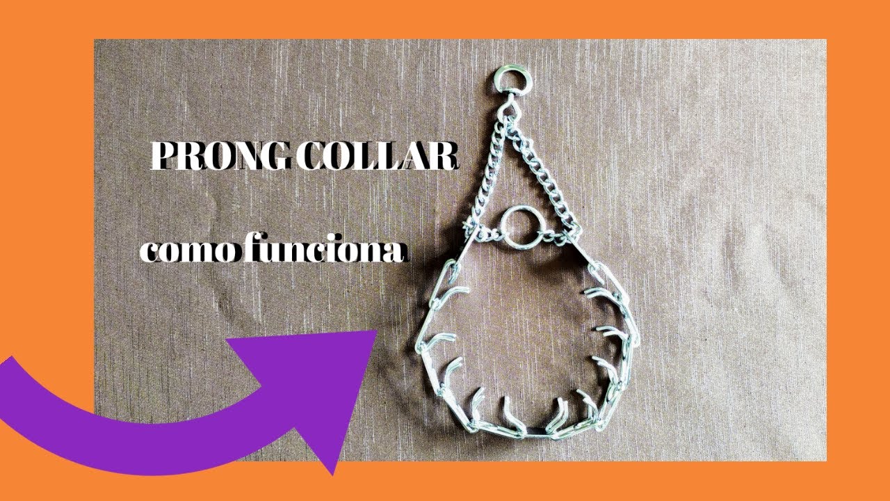 PRONG COLLAR como funciona - Cão A