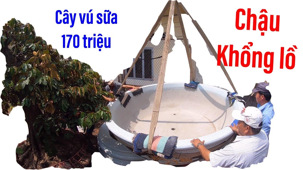 Đại gia Hoàng Hóc Môn mua cái chậu khổng lồ trồng cây vú sữa 170 triệu II ĐỘC LẠ BÌNH DƯƠNG