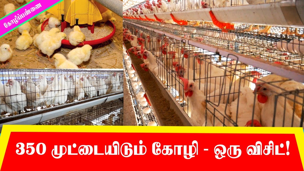 350 முட்டையிடும் கோழி   நேரடி விசிப்! #namakkal # chicken #egg