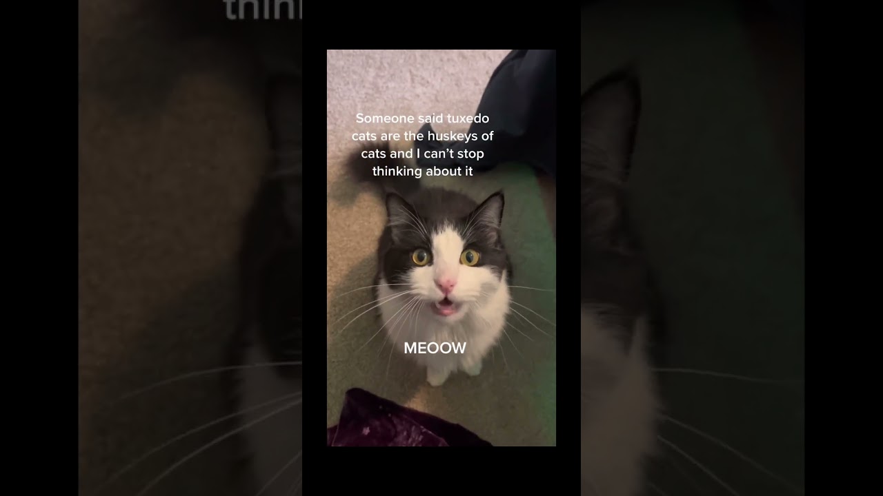 There&rsquo;s something about tuxedo cats&hellip;