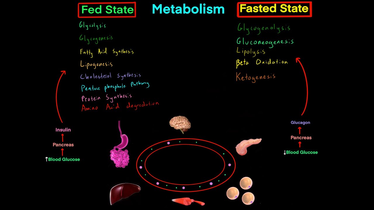 Fed State vs Fasted State Metabolism MCAT (EVERYTHING YOU NEED TO KNOW BIOCHEMISTRY MCAT)