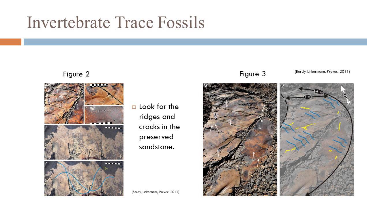 GEOL204-Notes from the Fossil Record Project: Trace Fossils
