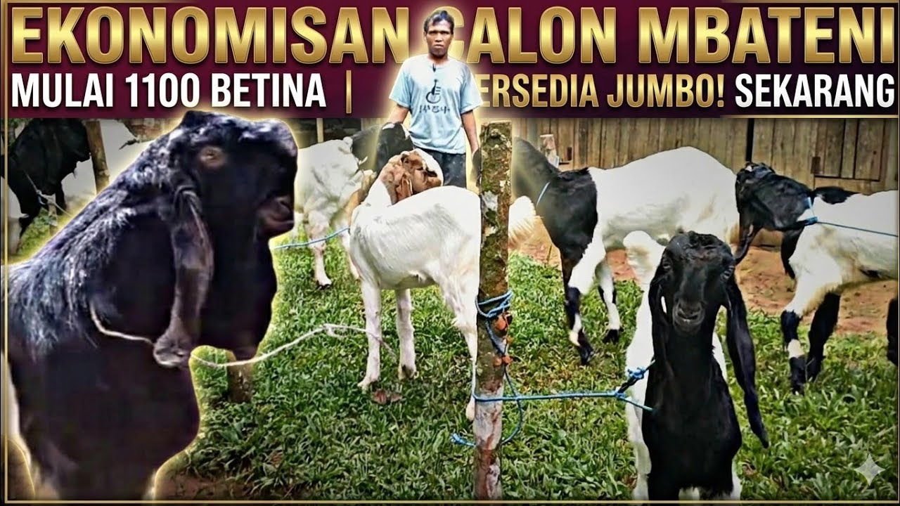 MULAI 1100 GRATIS ONGKIR...!!! Kambing PE KALIGESING Di Pak tin