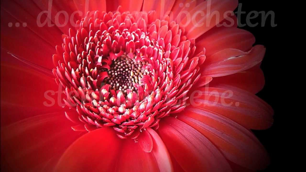 Die Liebe _ nach 1. Kor. 13
