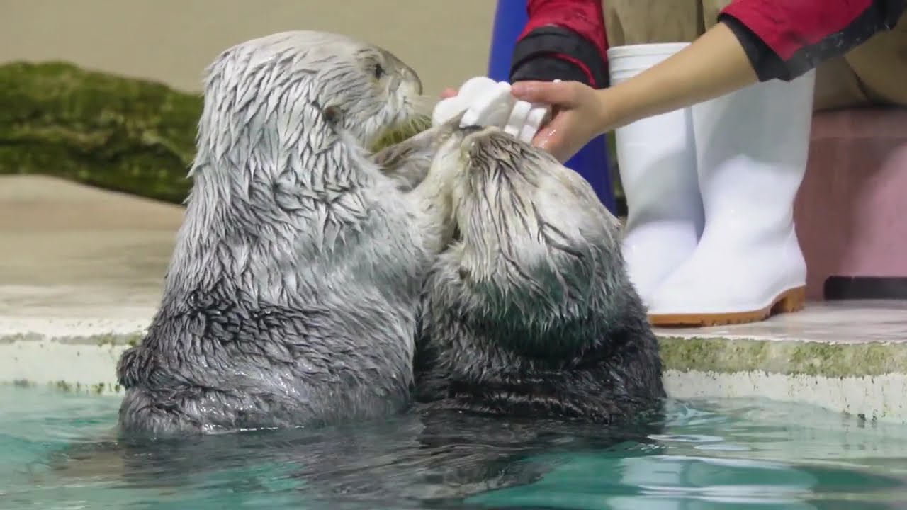 キビキビメイちゃん、ふたりのスロー