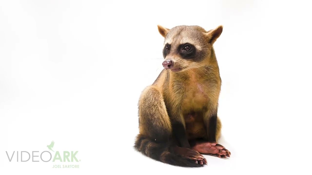 A crab-eating raccoon (Procyon cancrivorus panamensis) at Parque de las Leyendas.