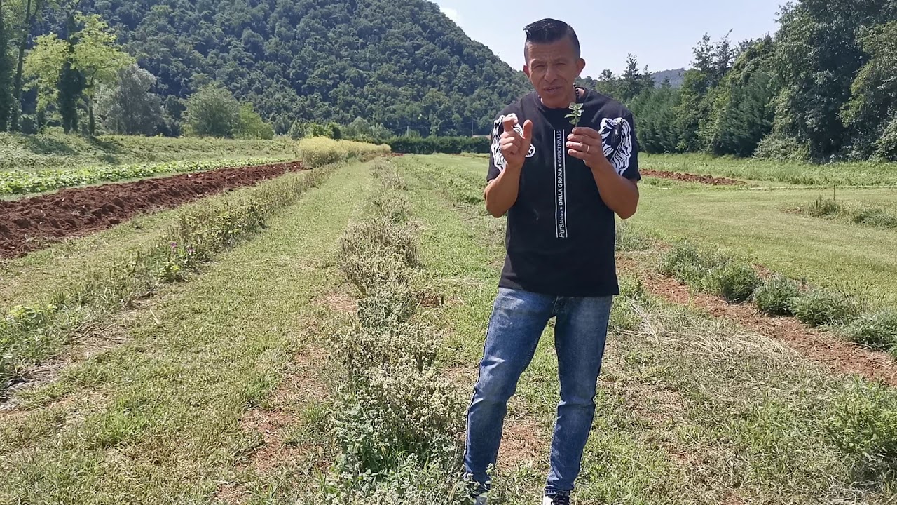 Erba Gatta ,  Cat neep,  L ERBA DRI GATTI