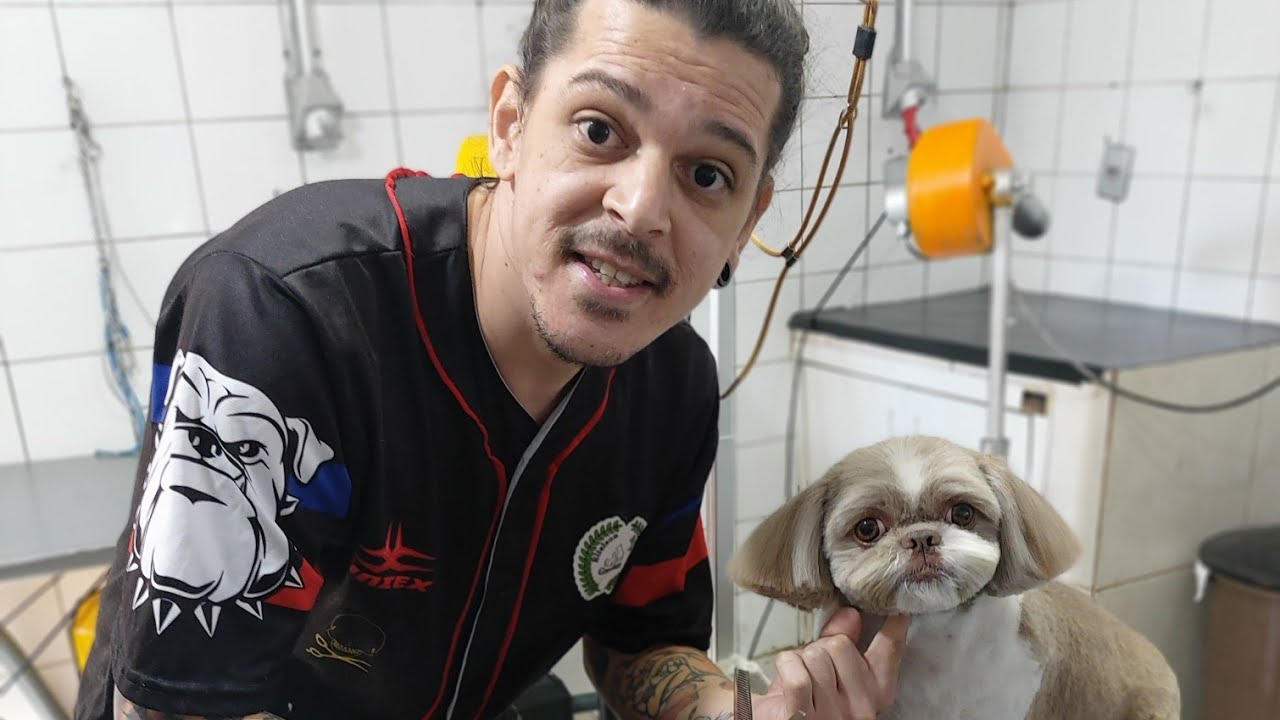 Super aula de carinha fofa ,redondinha raça shih-tzu macho.