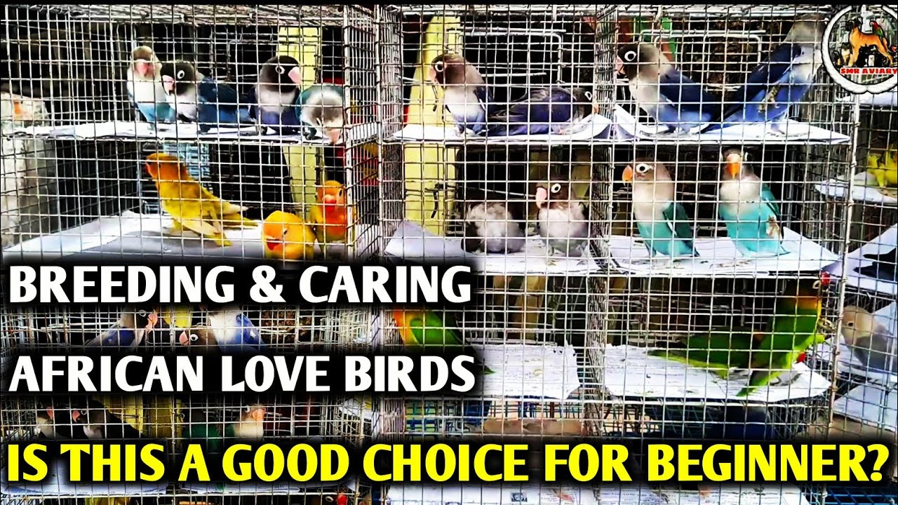 African love birds Breeding and caring / Tamil