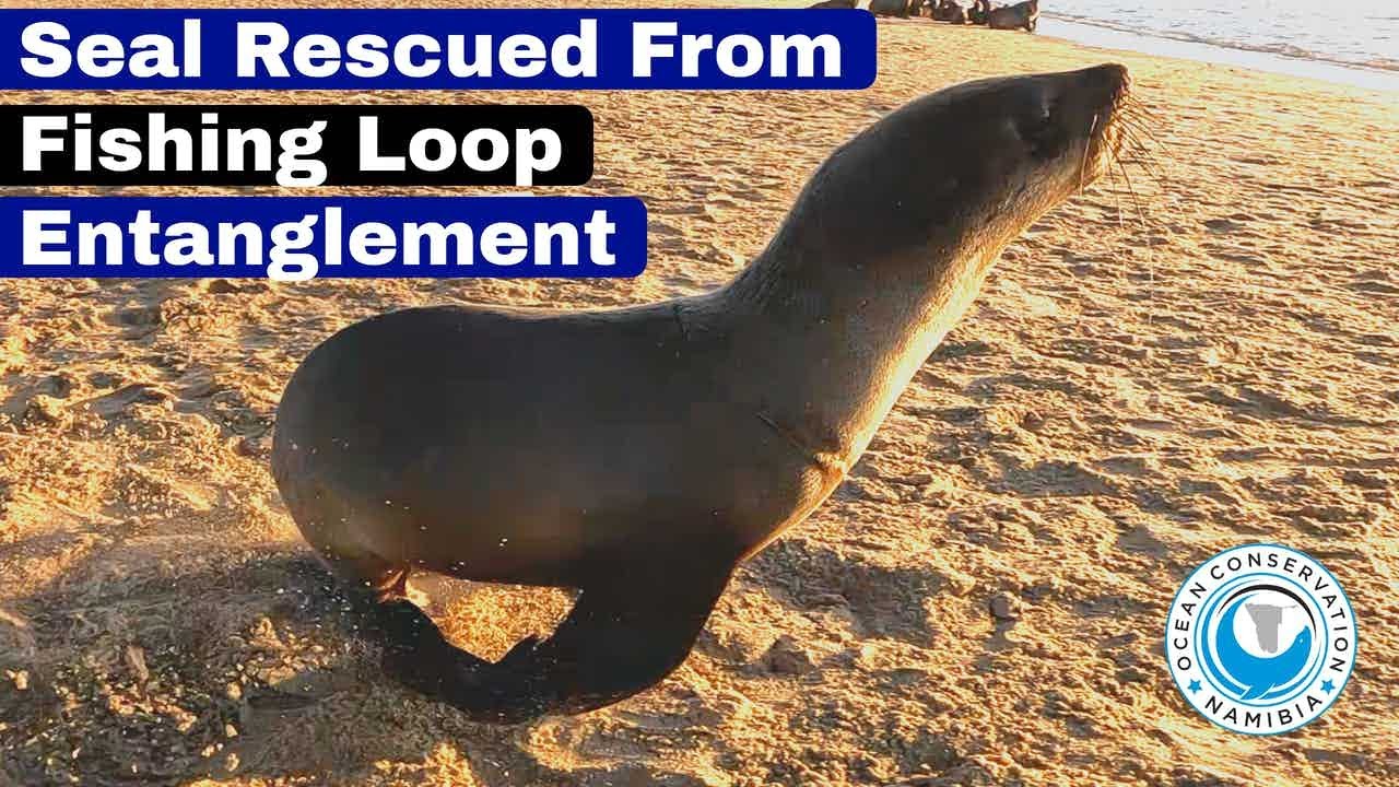 Seal Rescued From Fishing Loop Entanglement