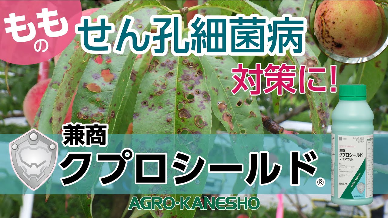 兼商クプロシールド　もものせん孔細菌病対策
