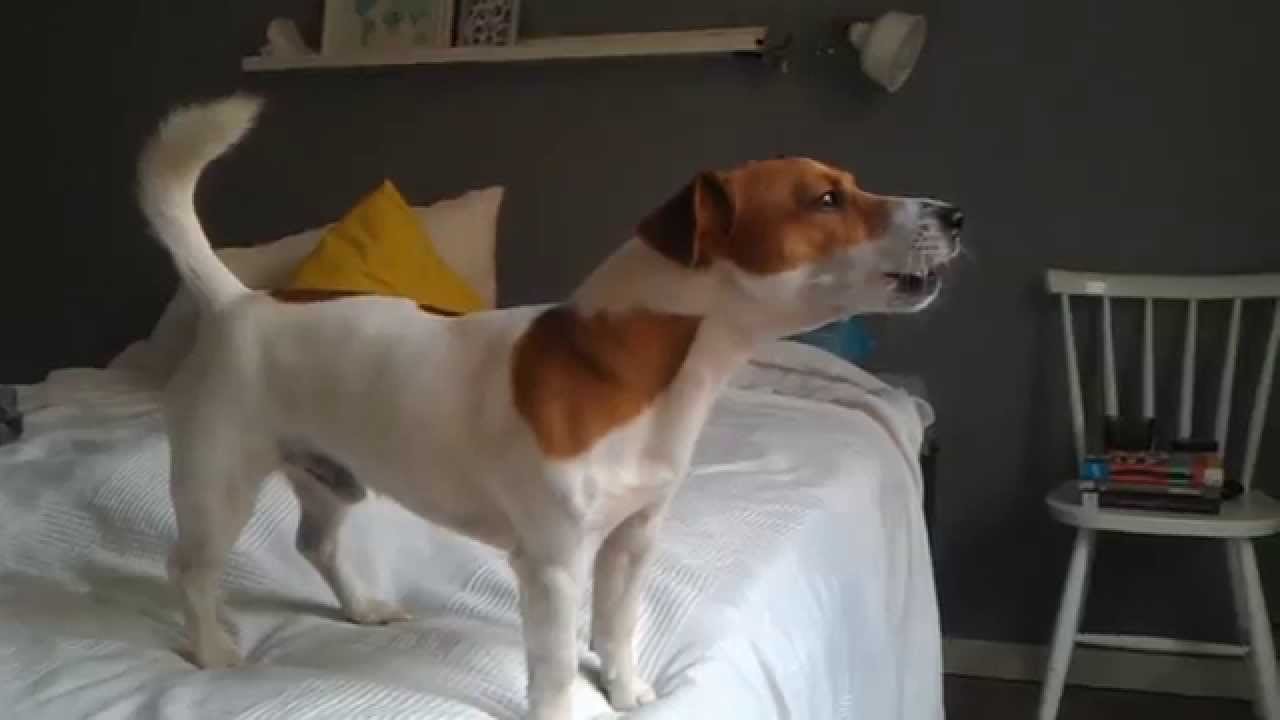 Jack Russell Terrier Filo trying to howl
