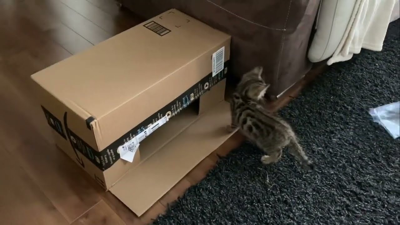 Charlie Bess fait le foufou 😽