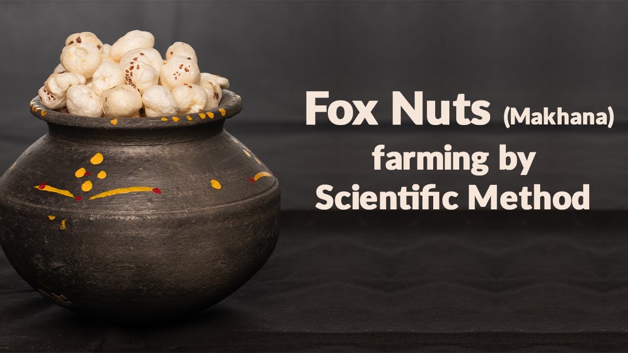 Fox Nuts (Makhana) farming by Scientific Method
