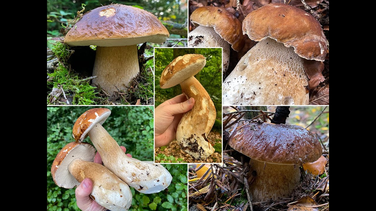 Steinpilze | the beauty of porcini mushroom | Boletus edulis & Boletus aestivlis | Cepes Kingboletes