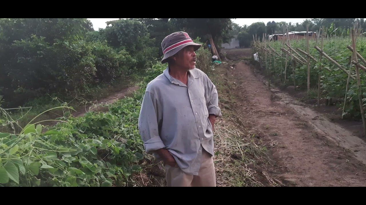 cultivos de pepino en El Salvador