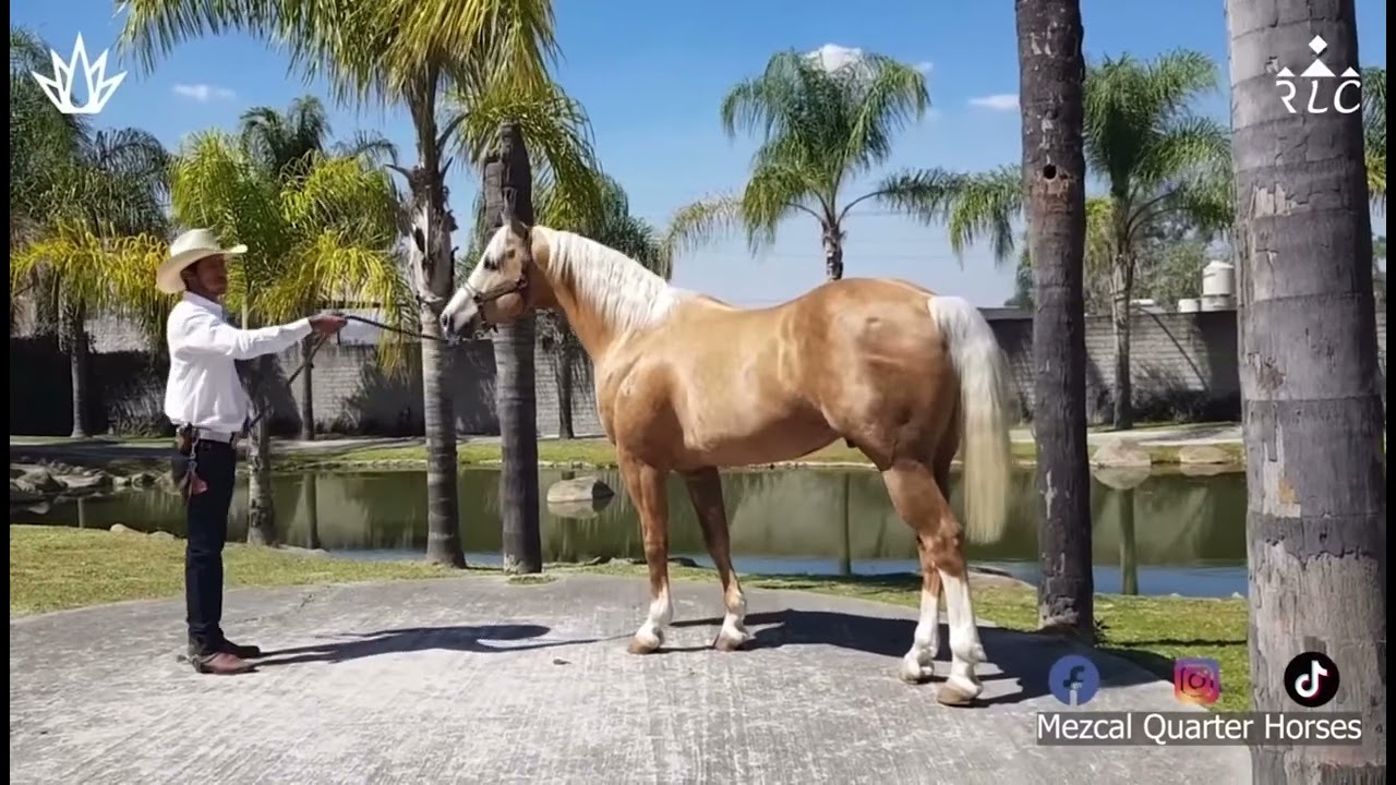 Mezcal Quarter horses visita rancho la corporación Juan ramos