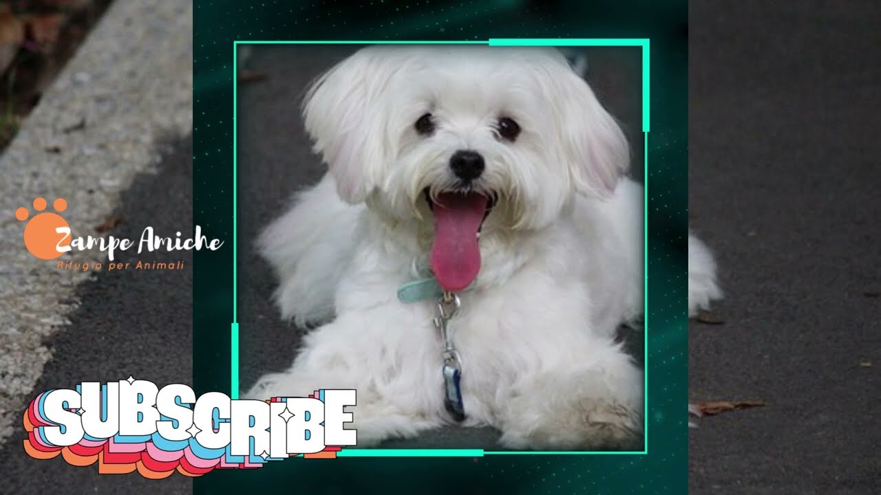 Cane Maltese Caratteristiche, Costi e Curiosità