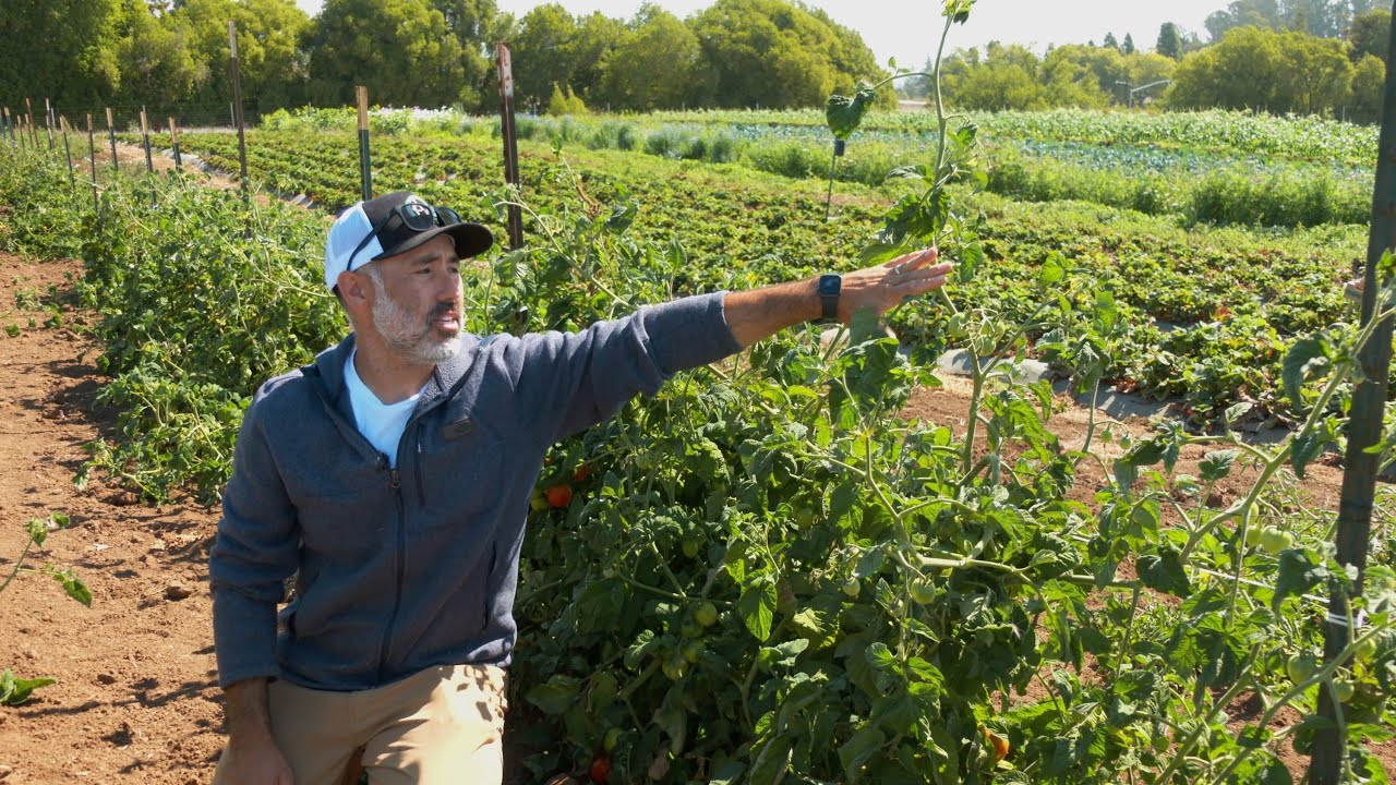 Highlights of Growing Dry-Farmed Tomatoes