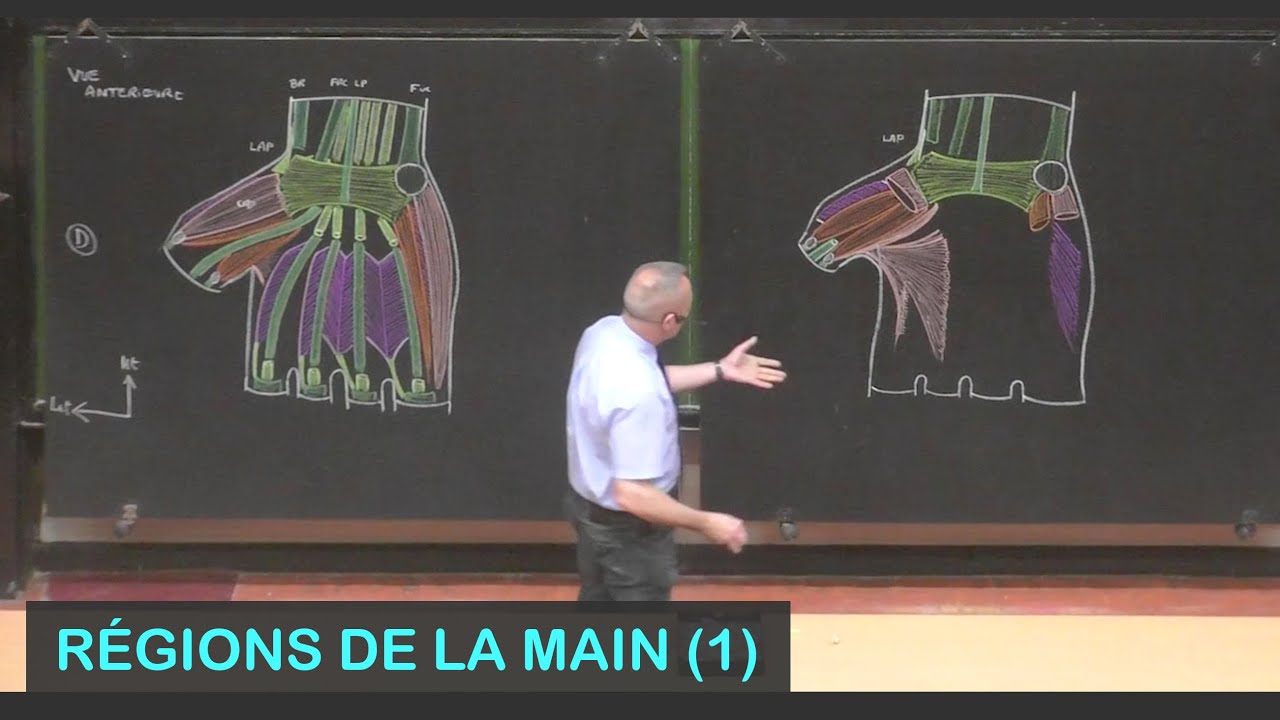 Anatomie des régions de la main 1 (Membre supérieur 15)