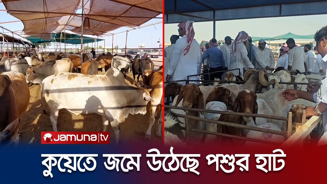 পশু কিনতে চলছে হাটে ঘোরাঘুরি; নিচ্ছেন পছন্দমতো গরু কিংবা ছাগল | Kuwait Eid Bazar | Jamuna TV