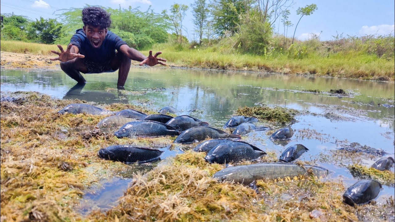 Jilebi Fish🐠 Catching in the Grass Pond 🐟| Village boy Venu hand Fishing Video - Adventure Of Venu