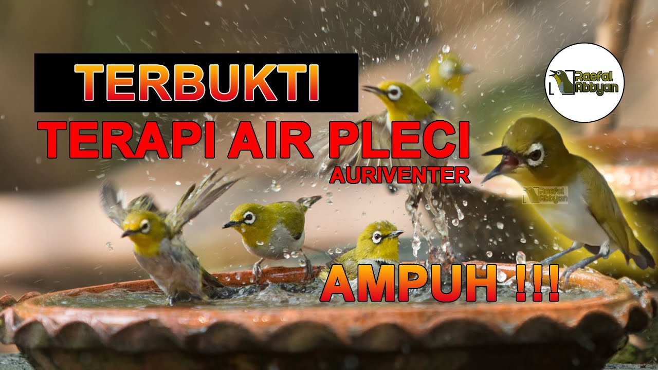 Terbukti Terapi air pleci AMPUH !!! (pleci auriventer, auri, mata puteh, Tiếng Chim Khuy&ecirc;n L&iacute;u Ch&ograve;e)