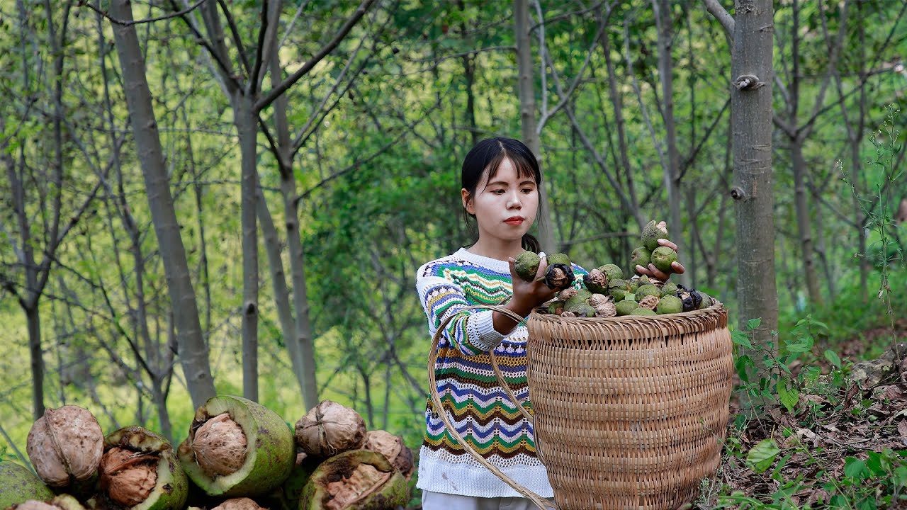 Walnut bumper harvest, pick up a basket used to pack dumplings dipped in water核桃大丰收，捡一筐用来包汤圆调蘸水刚刚好