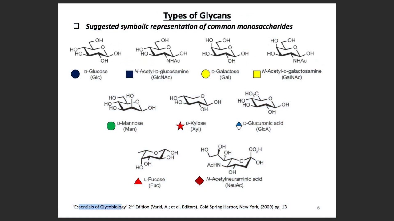 N & O glycans and Sialic Acid Glycans